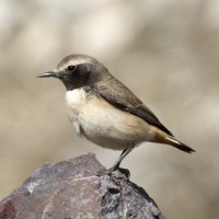 Kurdish Wheatear